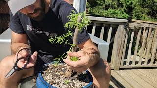 Planters Choice Bonsai Starter Kit  Jacaranda 6 Years old [upl. by Sheng]