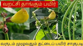 தட்டைப்பயிர் சாகுபடி  Cowpea cultivation in Tamilcute tamil trending youtubeshorts new nature [upl. by Garlanda785]