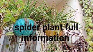 spider plant kese lagay how to propagate spider plant cutting roots [upl. by Inahs]