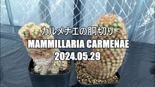 カルメナエの胴切り Mammillaria carmenae 2024 05 29 [upl. by Llertak]