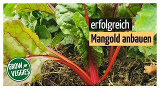 Mangold erfolgreich anbauen  Gemüseanbau im Garten für die Selbstversorgung gartengemuesekiosk [upl. by Knobloch]