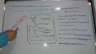 Action de linsuline et du glucagon au niveau de la cellule hépatique [upl. by Franklin]