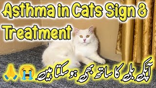 Asthama in Cats😭 Causes amp Treatment of Asthma in Cats😭  How to treat cat in asthama attack [upl. by Trina574]