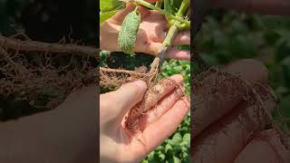 Bean Field Update Check out the Bean Pods and Root Nodules [upl. by Animahs]