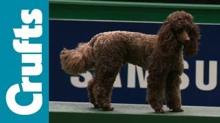 Agility  Team  Small Semi Final  Crufts 2012 [upl. by Daj551]