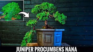 Juniper for Bonsai  Juniperus Procumbens Nana [upl. by Lamoree]