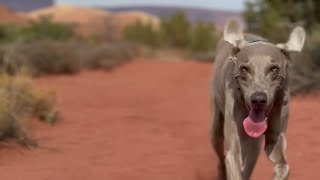 Arches National Park in 30 seconds archesnationalpark [upl. by Bengt995]