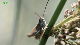 Oberflächenangeln auf Forelle  Tipp für den Forellensee [upl. by Arej720]