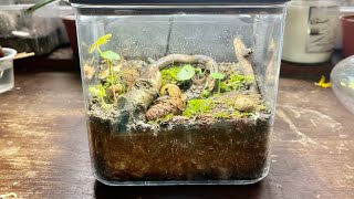 DIY Terrariums with Native Insects amp Plants  UK [upl. by Lamoree]