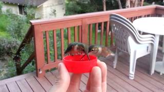 HandFeeding Hummingbirds [upl. by Hugibert]