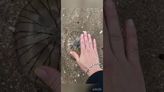 Jellyfish in LaManche shorts travel sea youtubeshorts [upl. by Mitch949]