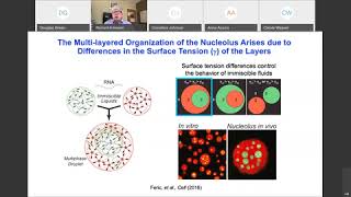 044 Phase Separation in Gene Transcription From the Nucleolus to Aberrant Transcrip [upl. by Eemyaj518]