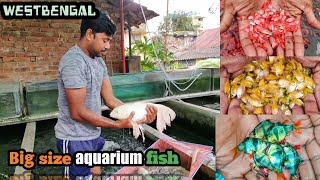 Indian aquarium fish farmer  Fish farming  westbengal [upl. by Eissoj]