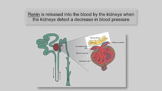 RENIN ANGIOTENSIN ALDOSTERONE SYSTEM EXPLAINED [upl. by Lyrad391]