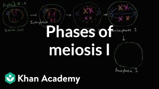 Phases of meiosis I  Cells  MCAT  Khan Academy [upl. by Gris]