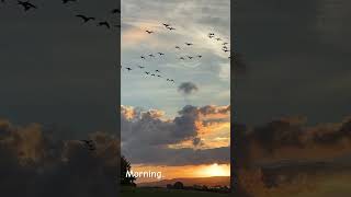 sunrise geese canadagoose devon autumn goodmorning [upl. by Andreas]