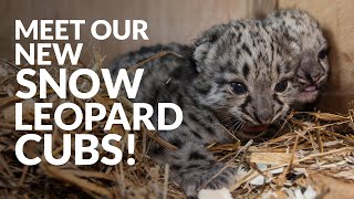 Snow Leopard Cubs BORN [upl. by Annoyi]