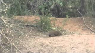 KWA Waterhole  Hyrax comes for a drink at 841AM Feb 21 2016 [upl. by Dasha873]