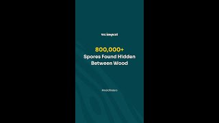 800000 spores found hidden between wood [upl. by Synn921]