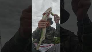 20231017 Pickerel Catch on squarebill [upl. by Kristofor]