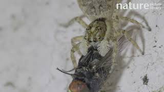 Jumping spider Menemerus semilimbatus on a wall feeding on a Fly Barcelona Spain August [upl. by Ruon280]