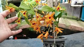 Dendrobium Chantaboon Sunrise [upl. by Nlyak]