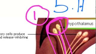 Hypothalamo Pituitary Axis HPA [upl. by Ettesel]