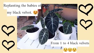 Black Velvet Alocasia Propagation [upl. by Gitel547]