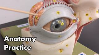 Eye Anatomy  Review and Quiz [upl. by Schoenberg]