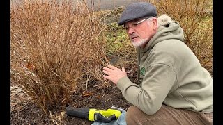 Rejuvenating Shrubs the VERY old fashioned way [upl. by Ailimat]