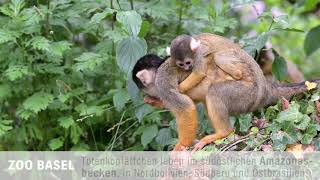 Huckepack auf Mutters Rücken Acht junge Totenkopfäffchen im Zoo Basel [upl. by Powers823]