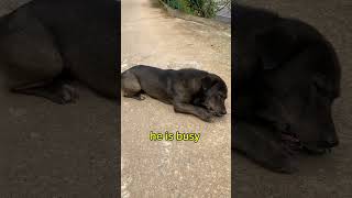 My rural dog amp bone😆funnyanimals funnypets [upl. by Emmi]