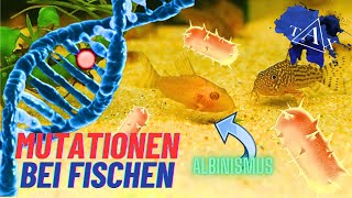 ALBINISMUS bei FISCHEN I TAX [upl. by Nat]