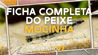 Ficha Completa  Peixe Mocinha Characidium fasciatum [upl. by Japeth566]