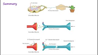 Opioid Mechanism of Action [upl. by Varick]