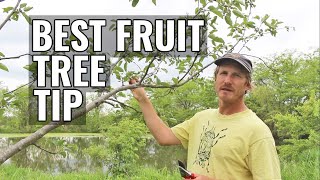 Do THIS to Your Fruit Trees in the Spring for a HUGE Harvest [upl. by Derej575]