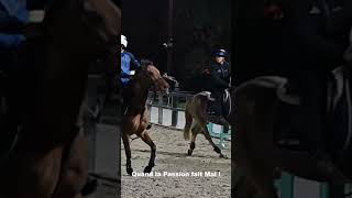 Horse Ball Le Prix de la Passion  horseball cheval horse chute fall engagement [upl. by Anned356]