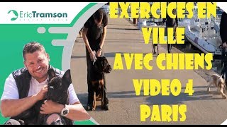 Vidéo 4 Paris 75 Ma chienne n’est plus agressive lorsqu’on marche en ville [upl. by Croix]