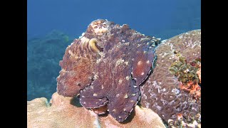 Close Reefs with rays octopus and hunting tuna oceandivermu [upl. by Avitzur714]