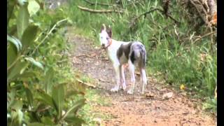 Casper the lurcher at 12 weeks Arnie 8 yearsHancock Lurchers [upl. by Sharma]