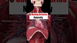 Foods To Help Unclog Arteries Naturally P1 hearthealth food arterie health shorts [upl. by Attelrac]