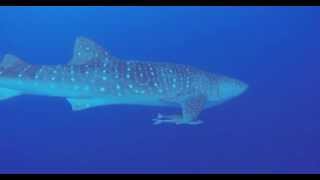 Belize Dive Tours Whale Shark Ray Caye Island Resort [upl. by Aihceyt]