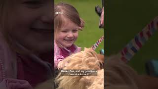 Cavalier King Charles spaniels gather in Glasgow’s King’s Park ahead of coronation [upl. by Clardy238]