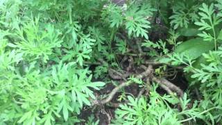 Grow garden how to plant boswellia dioscoridis and artemisia Absinthium [upl. by Martinez]