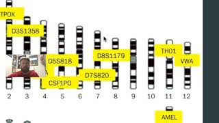 STR DNA Profiles [upl. by Rachel]