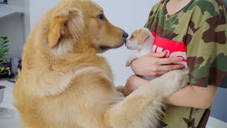 Golden Retriever Meets a Puppy for the First Time He’s Overjoyed to Welcome the New Puppy [upl. by Arvie]