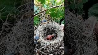 Out of the Nest and Into the Wild A Baby Birds Journey P 2 shortsfeed viralshorts [upl. by Ahens]