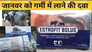 Estrofit Bolus Veterinary Medicine uses जानवर को गर्मी में लाने की दवा [upl. by Yraillih]