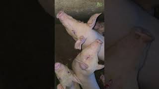 Contact Us For Piggery Training Online amp Offline swastikpigfarm pigging meat [upl. by Enelyad]