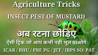 Trick for Insect pest of Mustard ट्रिक ऐसी जो दिमाग की बत्ती जला दे AgricultureTricks entomology [upl. by Lilhak]